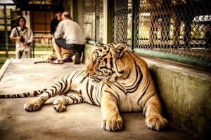 Tiger-Kingdom-Phuket_01