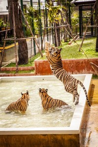 Tiger-Kingdom-Phuket_02