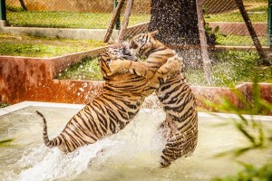 Tiger-Kingdom-Phuket_04