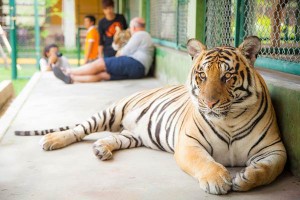 Tiger-Kingdom-Phuket_05