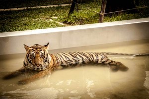 Tiger-Kingdom-Phuket_06